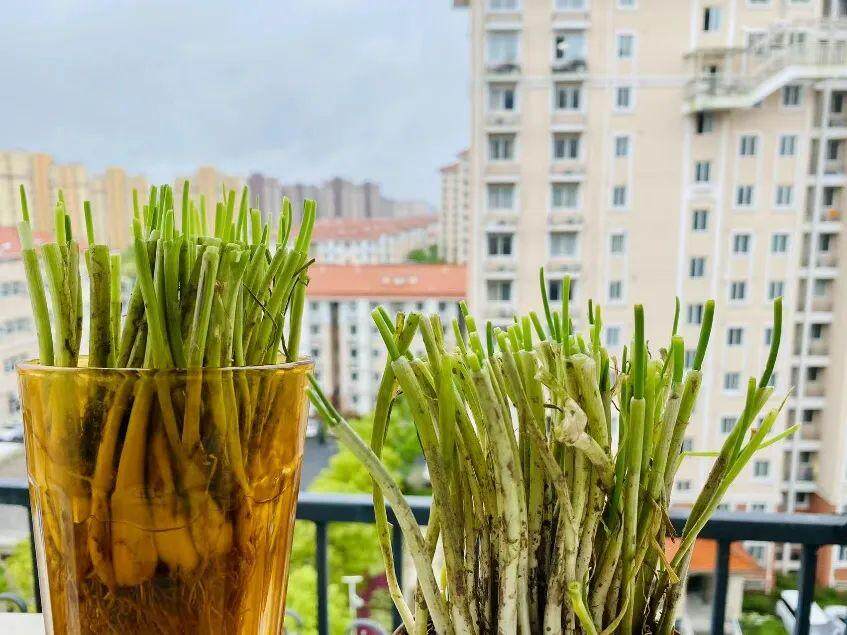 核酸阴性的我,在临港方舱医院住了12天 | 魔都战疫口述实录